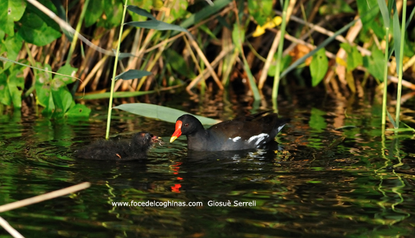 gallinella d'acqua